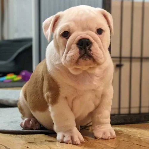 Baron