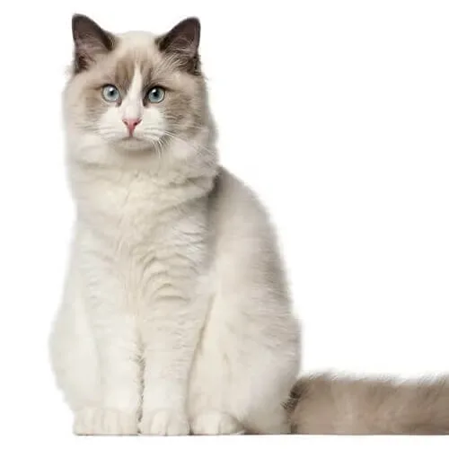 Blue Bicolor Ragdoll