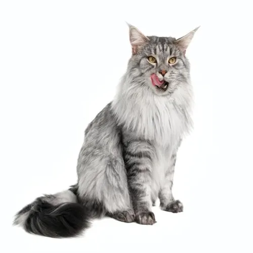 Silver Tabby Maine Coon