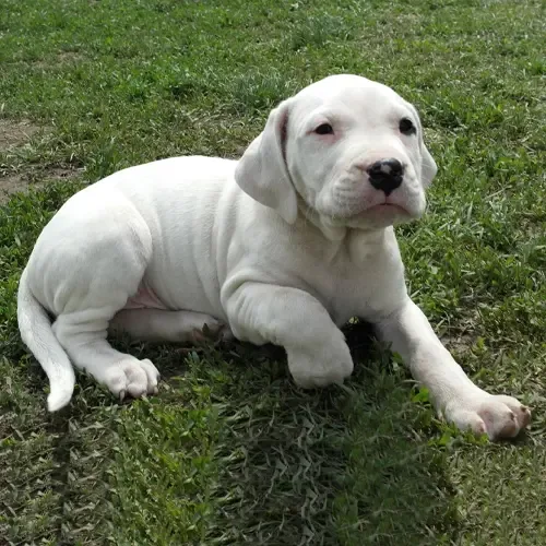 White Dogo Argentino