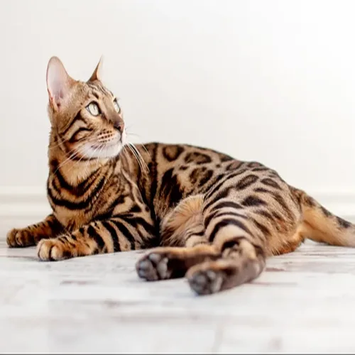 Brown Spotted Bengal