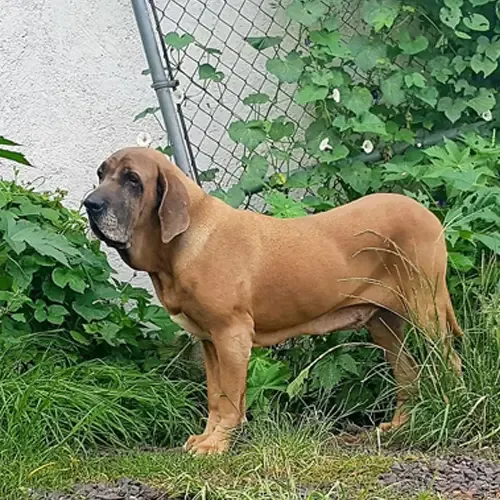 Fawn Brazilian Mastiff