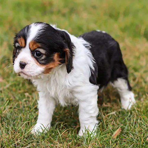 Tricolour Cavalier King Charles Spaniel