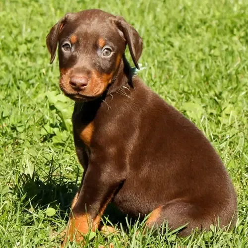 Bruno