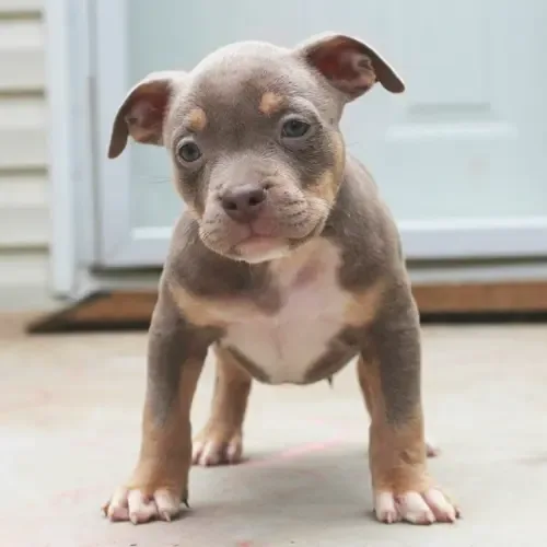 Bruno