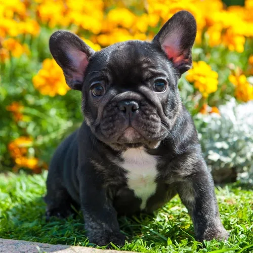 Bruno