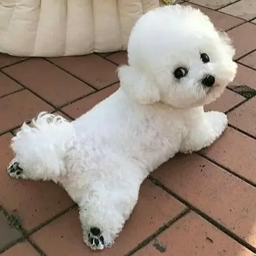 Bruno