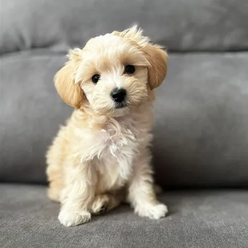 Buddy
