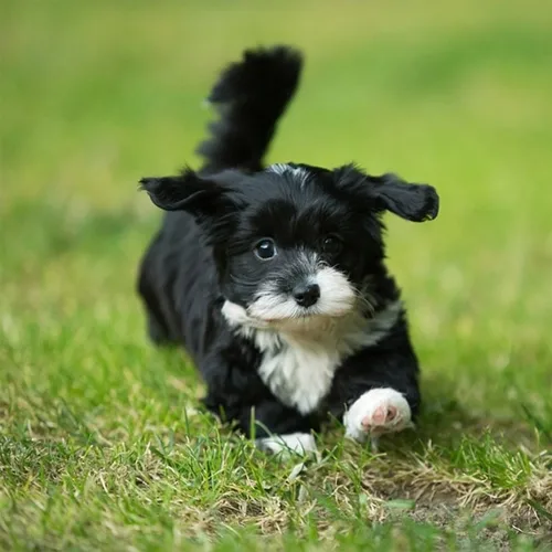 Black & White Havanese