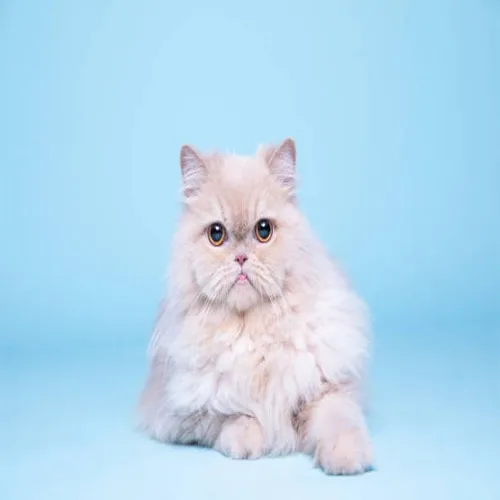 Cream Persian