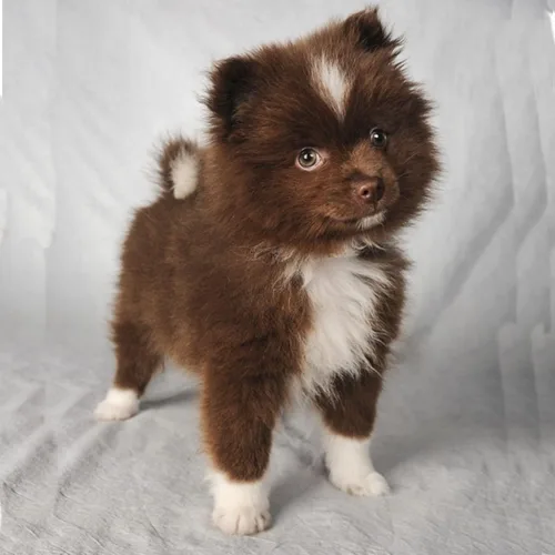 Brown German Spitz