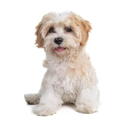 Gold & White Cavapoo