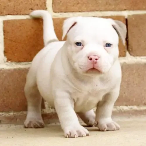 Casper