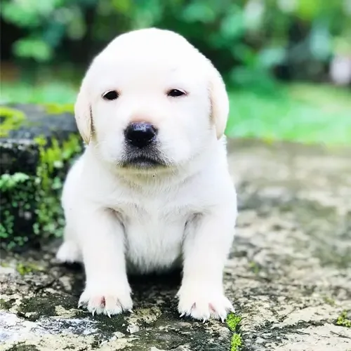 Casper