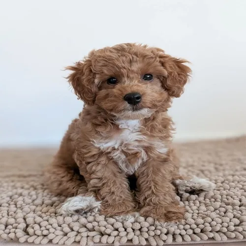 Apricot Abs Cockapoo