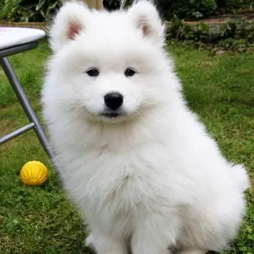 Charles