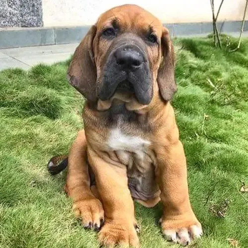 Fawn Brazilian Mastiff