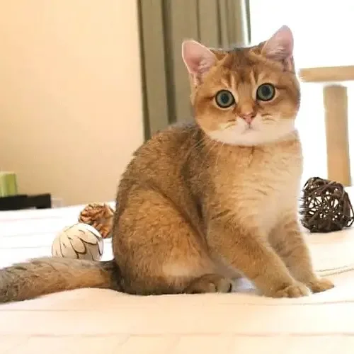 Golden British Shorthair
