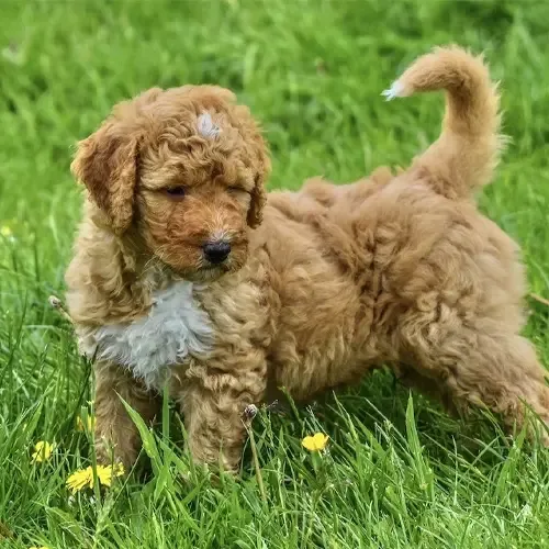Charlie