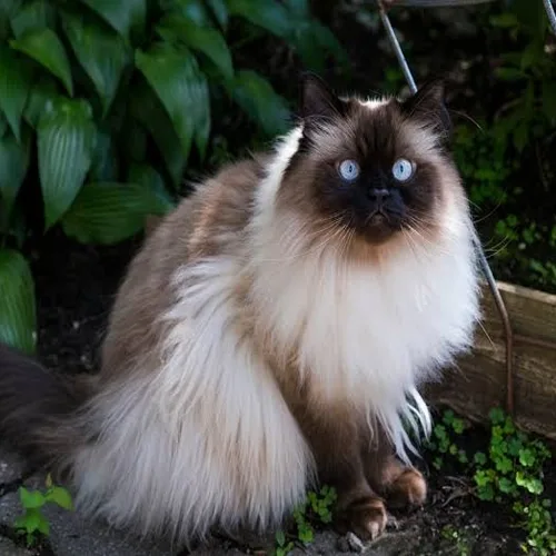 Seal Himalayan