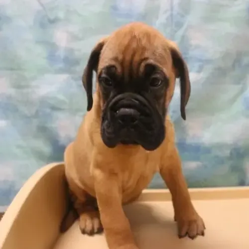 Fawn Bullmastiff