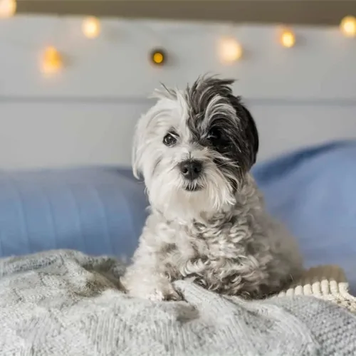 Silver Havanese