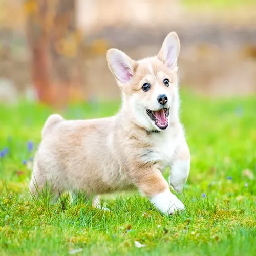 Fawn & White Devilish corgi