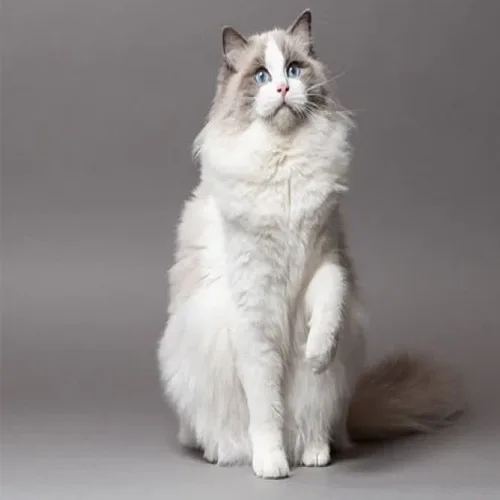Blue Bicolor Ragdoll