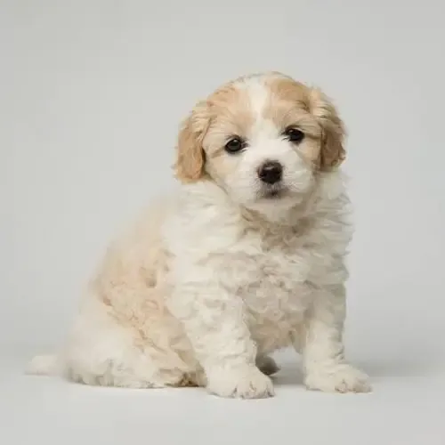 Chloe