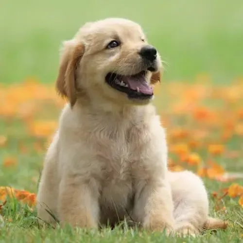Chloe
