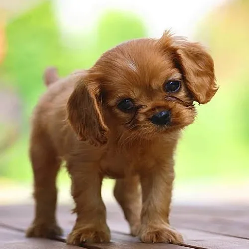 Ruby Cavalier King Charles Spaniel