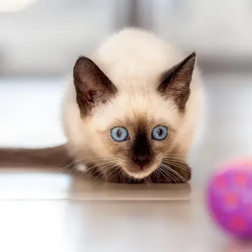 Seal Point Siamese