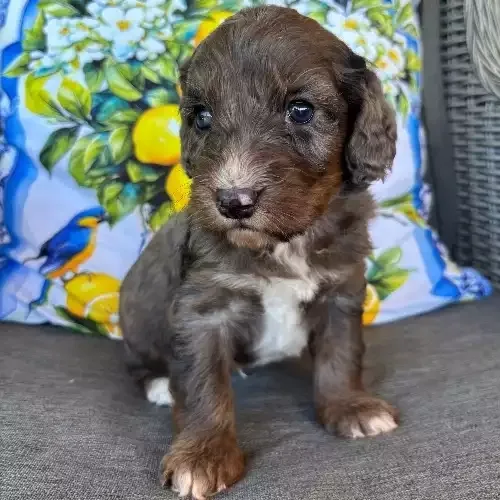 Chocolate and White Cockapoo