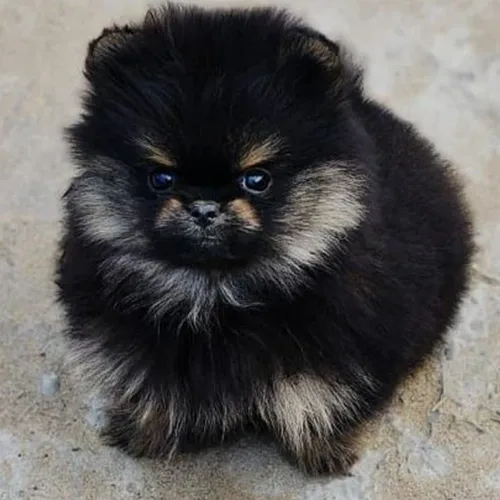 Coco