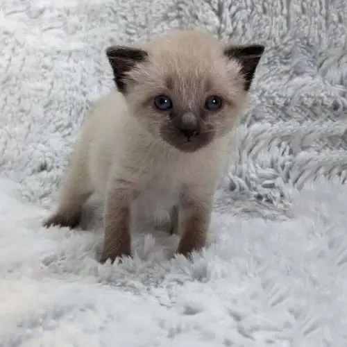 Chocolate Point Siamese