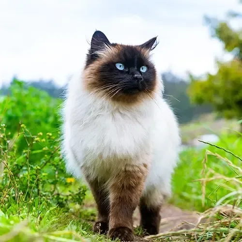 Seal Himalayan