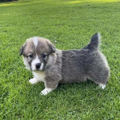 Blue Merle & White Devilish corgi