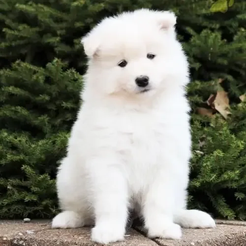 Cody