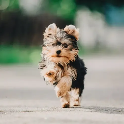 Cooper