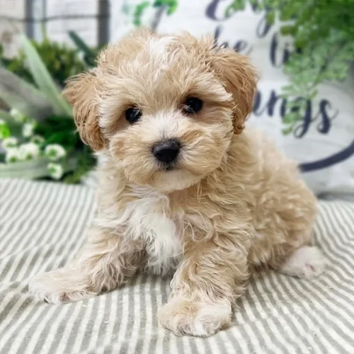 Cooper