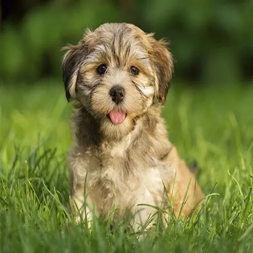 Fawn Sable Havanese