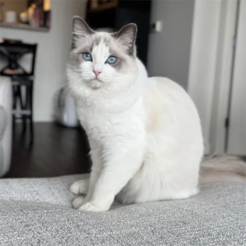 Blue Bicolor Ragdoll