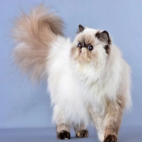 Cream Himalayan