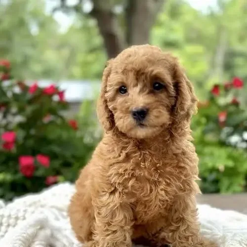 Daisy
