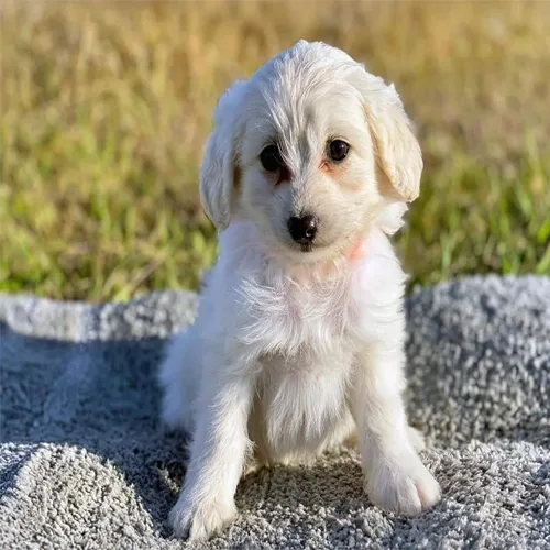 White Cavapoo