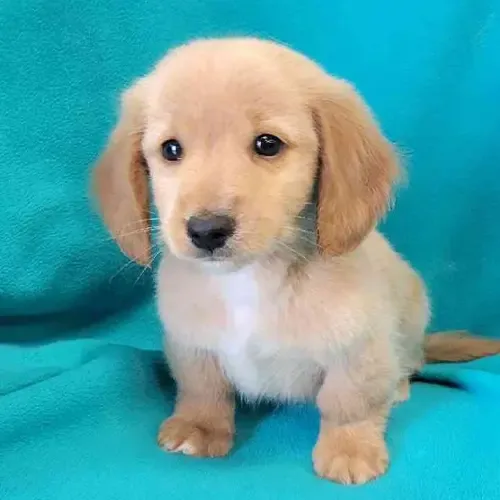 Dolly