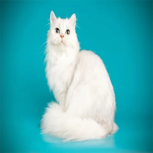 Solid White Persian