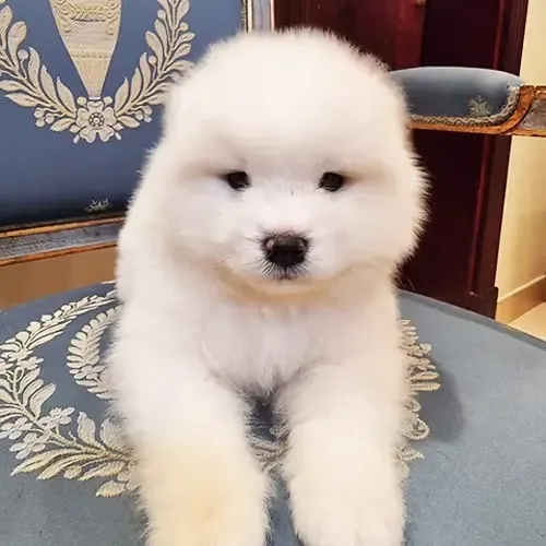 Duke