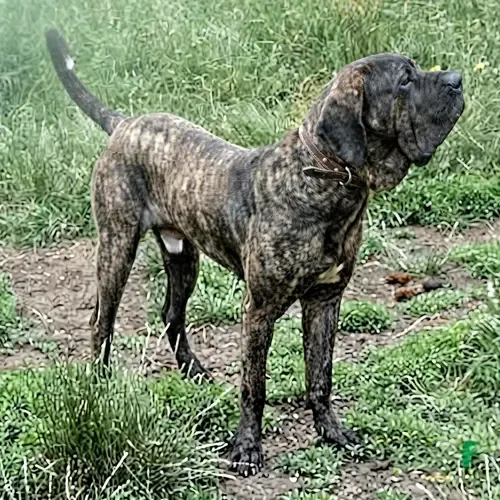 Brindle Brazilian Mastiff