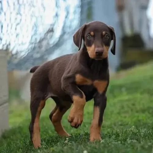 Duke